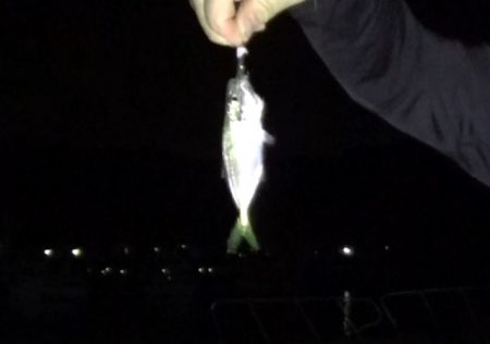 アジ ガシラ メッキ アオリイカ